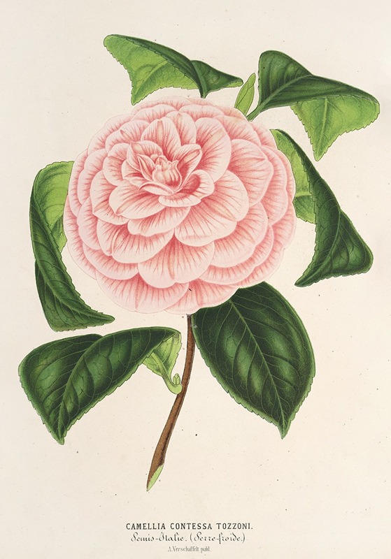 Camellia Contessa Tozzoni — Charles Antoine Lemaire