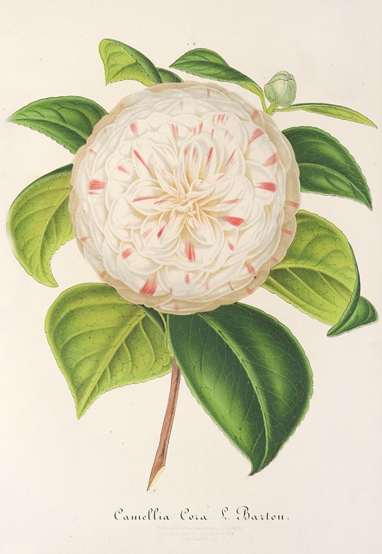 Camellia Cora L. Barton by Charles Antoine Lemaire, 1854-1896 — digital art print download