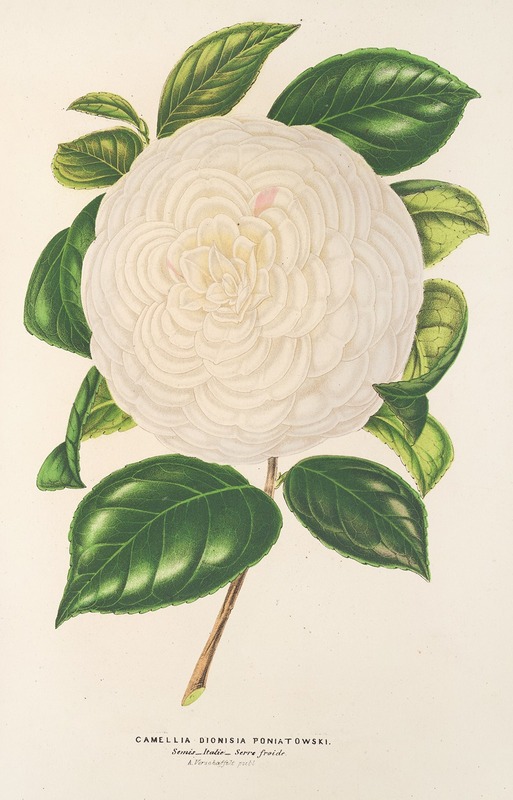 Camellia Dionisia Poniatowski — Charles Antoine Lemaire