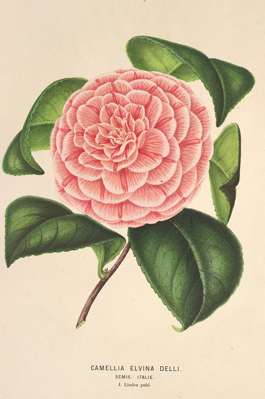 Camellia Elvina Delli by Charles Antoine Lemaire, 1854-1896 — digital art print download