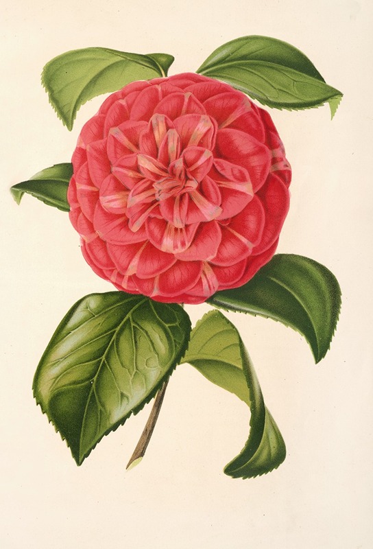 Camellia Francesco Burlamachi by Charles Antoine Lemaire, 1854-1896 — digital art print download
