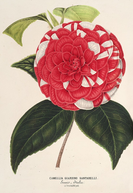 Camellia Giardino Santarelli by Charles Antoine Lemaire, 1854-1896 — digital art print download