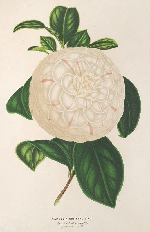 Camellia Giuseppe Biasi by Charles Antoine Lemaire, 1854-1896 — digital art print download