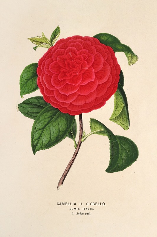 Camellia Il Giogello by Charles Antoine Lemaire, 1854-1896 — digital art print download