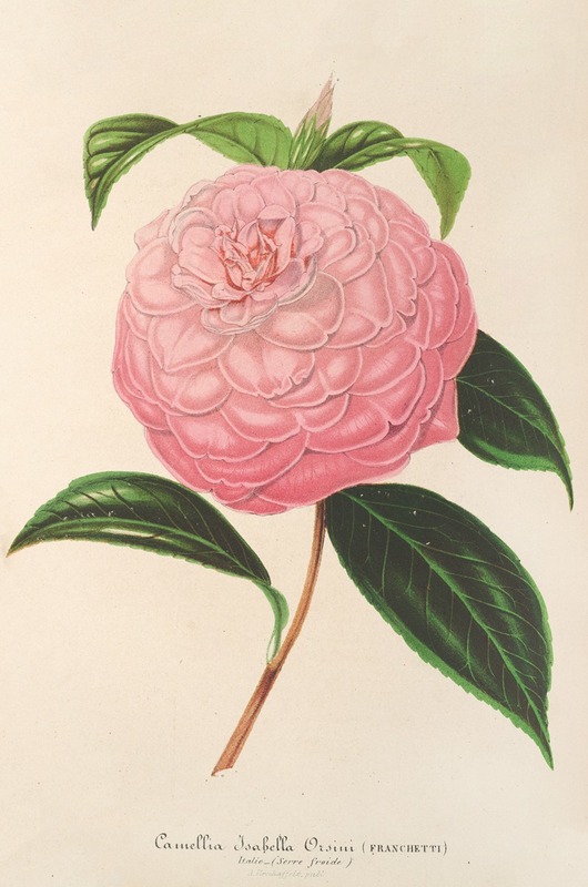 Camellia Isabella Orsini (Franchetti) by Charles Antoine Lemaire, 1854-1896 — digital art print download