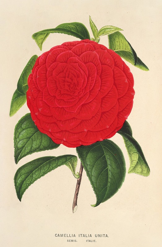 Camellia Italia unita — Charles Antoine Lemaire