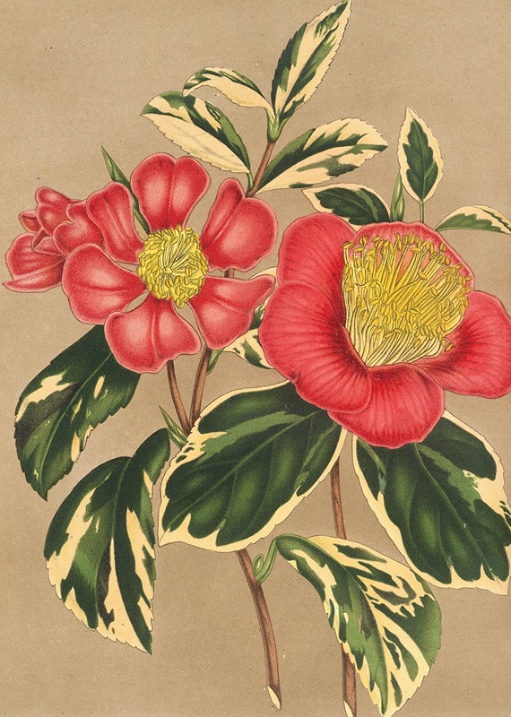 Camellia japonica, sesanqua by Charles Antoine Lemaire, 1854-1896 — digital art print download