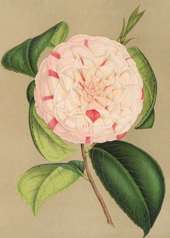 Camellia Luisa Bartoloni by Charles Antoine Lemaire, 1854-1896 — digital art print download