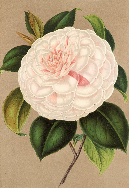 Camellia Madame Cachet by Charles Antoine Lemaire, 1854-1896 — digital art print download