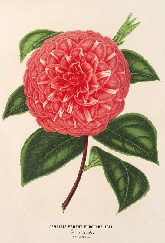 Camellia Madame Rudolph Abel — Charles Antoine Lemaire