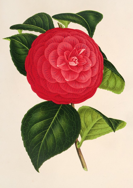 Camellia Marchesa Davia by Charles Antoine Lemaire, 1854-1896 — digital art print download