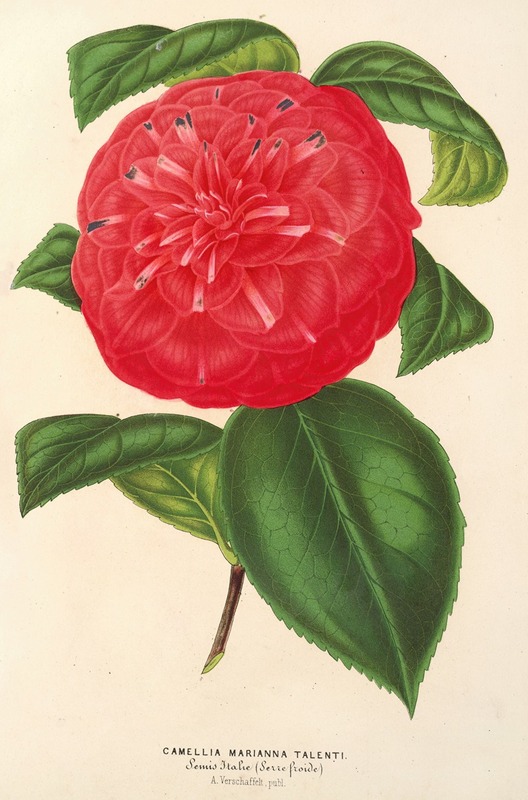 Camellia Marianna Talenti — Charles Antoine Lemaire
