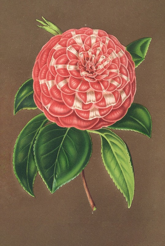 Camellia Matteo Malfino (hybr.) — Charles Antoine Lemaire