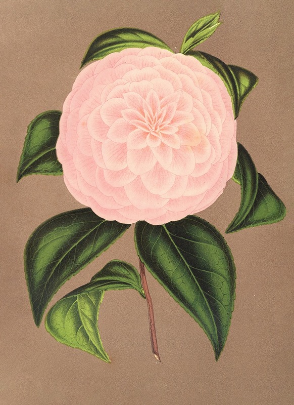Camellia Mistress Dombrain by Charles Antoine Lemaire, 1854-1896 — digital art print download