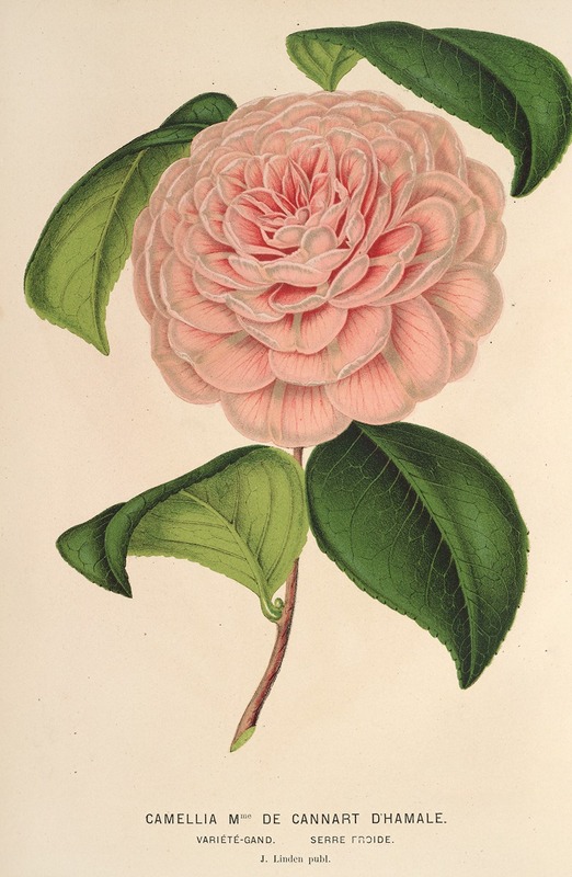 Camellia Mme de Cannart d’Hamalè — Charles Antoine Lemaire