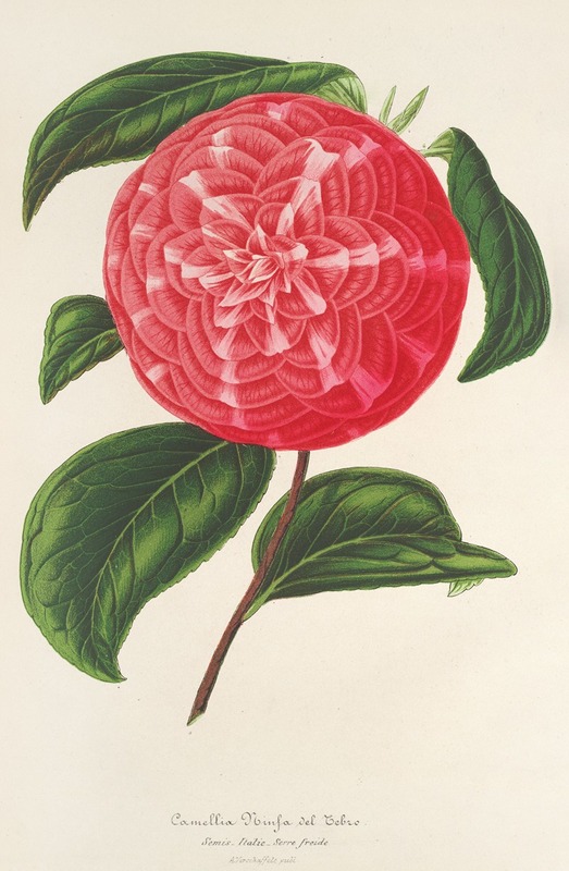 Camellia Ninfa del Tebro by Charles Antoine Lemaire, 1854-1896 — digital art print download