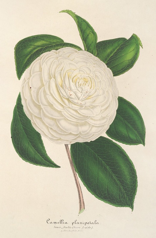 Camellia planipetala by Charles Antoine Lemaire, 1854-1896 — digital art print download