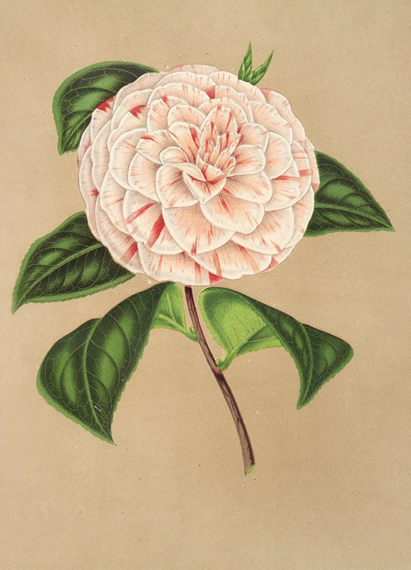 Camellia Principessa Clotilde by Charles Antoine Lemaire, 1854-1896 — digital art print download