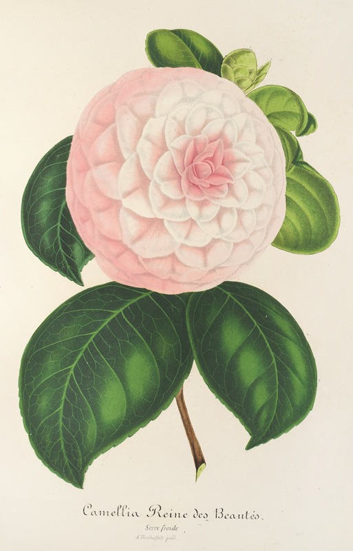Camellia Reine des Beautés — Charles Antoine Lemaire