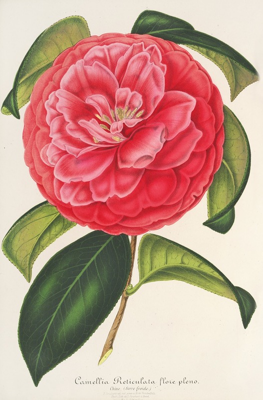 Camellia reticulata var. flore pleno — Charles Antoine Lemaire