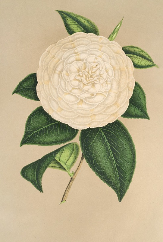 Camellia Sangalli by Charles Antoine Lemaire, 1854-1896 — digital art print download