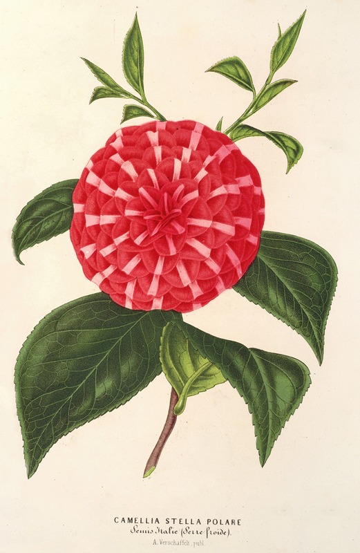 Camellia Stella polare by Charles Antoine Lemaire, 1854-1896 — digital art print download