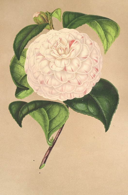 Camellia Vesillo dell' Arno by Charles Antoine Lemaire, 1854-1896 — digital art print download