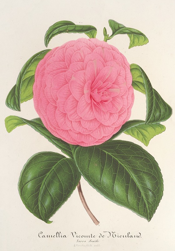 Camellia Vicomte de Nieuland by Charles Antoine Lemaire, 1854-1896 — digital art print download
