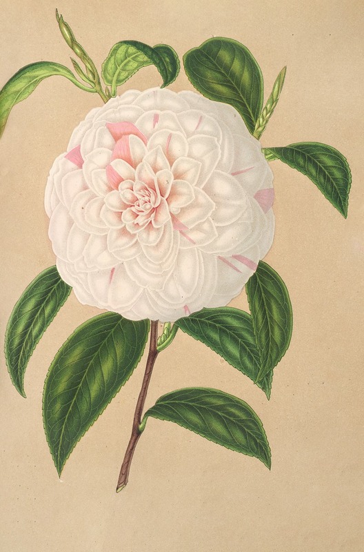 Camellia Virginia Franco — Charles Antoine Lemaire