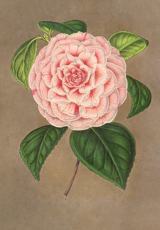 Camellia Vittorio Emmanuele II — Charles Antoine Lemaire