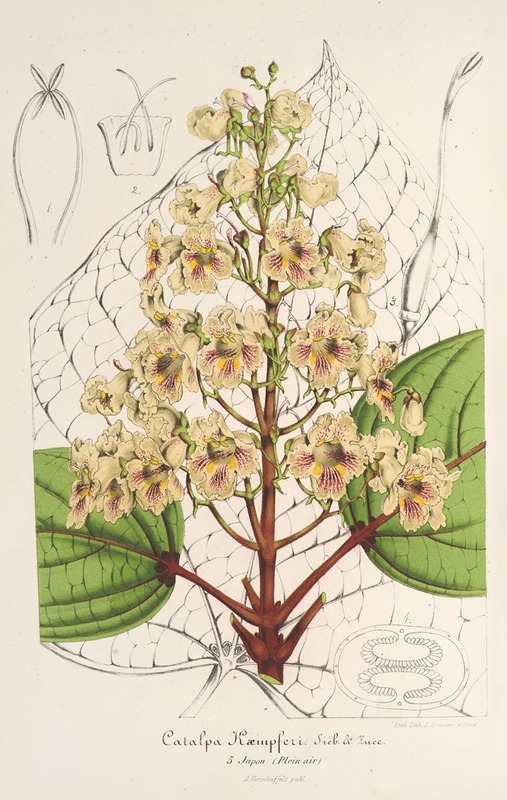 Catalpa Kæmpferi by Charles Antoine Lemaire, 1854-1896 — digital art print download