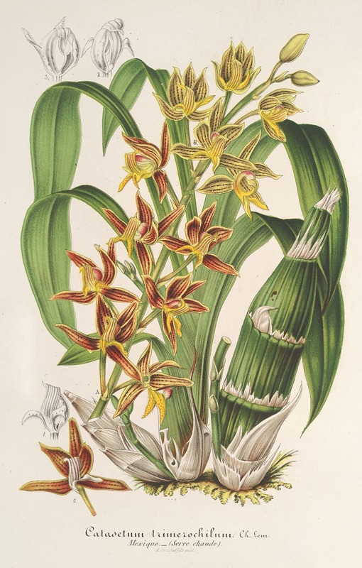 Catasetum trimerochilum by Charles Antoine Lemaire, 1854-1896 — digital art print download