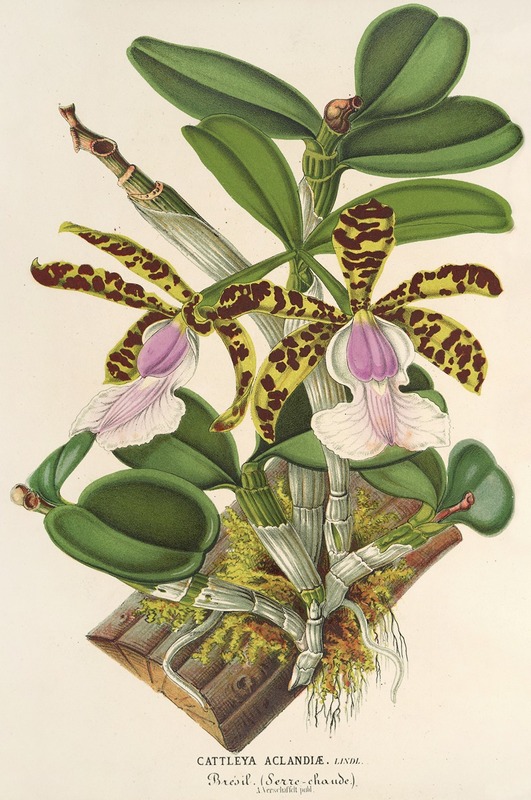 Cattleya Aclandiæ by Charles Antoine Lemaire, 1854-1896 — digital art print download