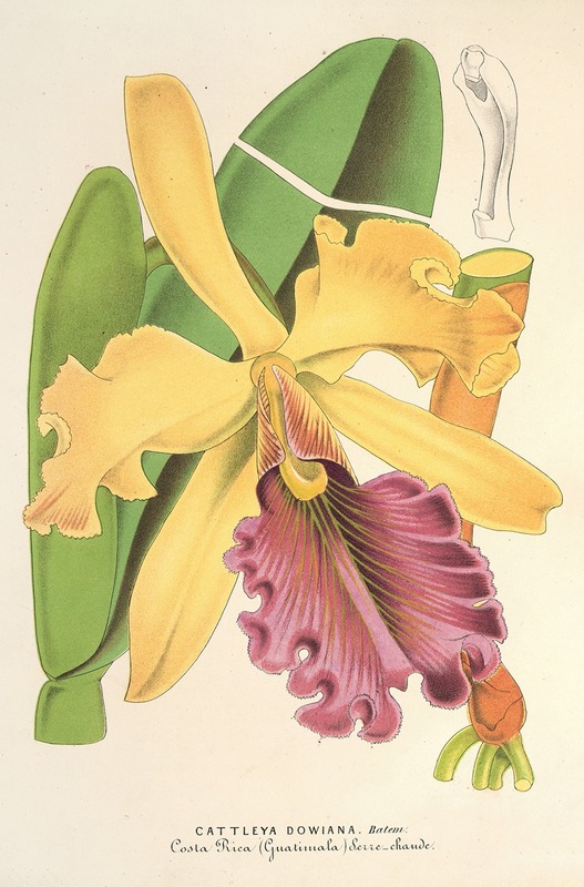 Cattleya Dowiana by Charles Antoine Lemaire, 1854-1896 — digital art print download