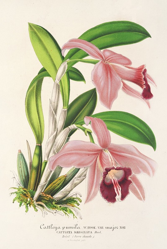 Cattleya pumila by Charles Antoine Lemaire, 1854-1896 — digital art print download