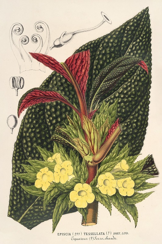 Centrosolenia bullata (Episcia tessellata) — Charles Antoine Lemaire