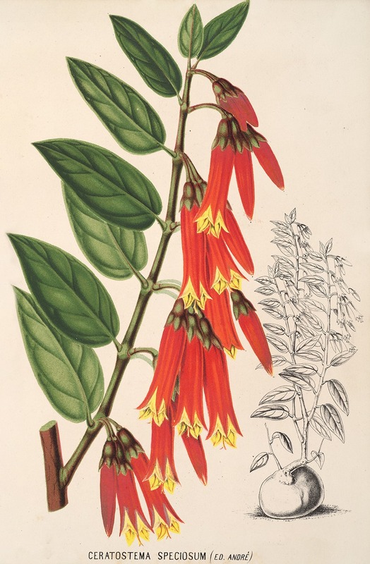 Ceratostema speciosum by Charles Antoine Lemaire, 1854-1896 — digital art print download