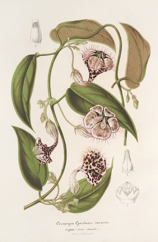Ceropegia Gardneri Thwaites — Charles Antoine Lemaire