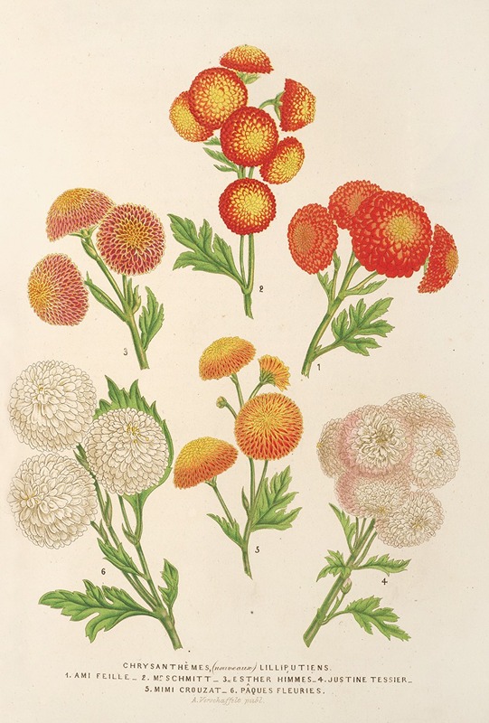 Chrysanthèmes (nouveaux) Lilluputiens — Charles Antoine Lemaire