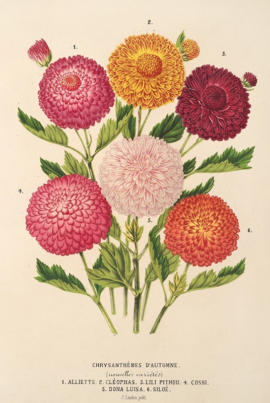 Chrysanthèmes d’automne by Charles Antoine Lemaire, 1854-1896 — digital art print download