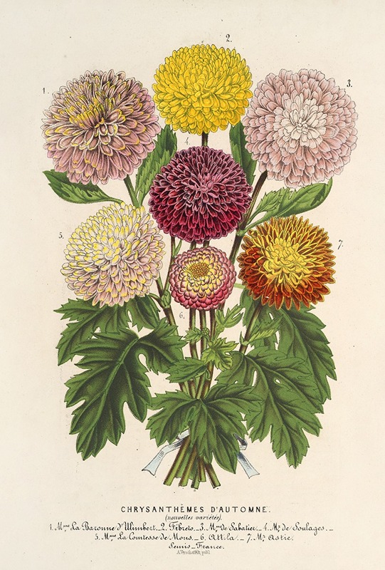 Chrysanthèmes nains d'automne by Charles Antoine Lemaire, 1854-1896 — digital art print download