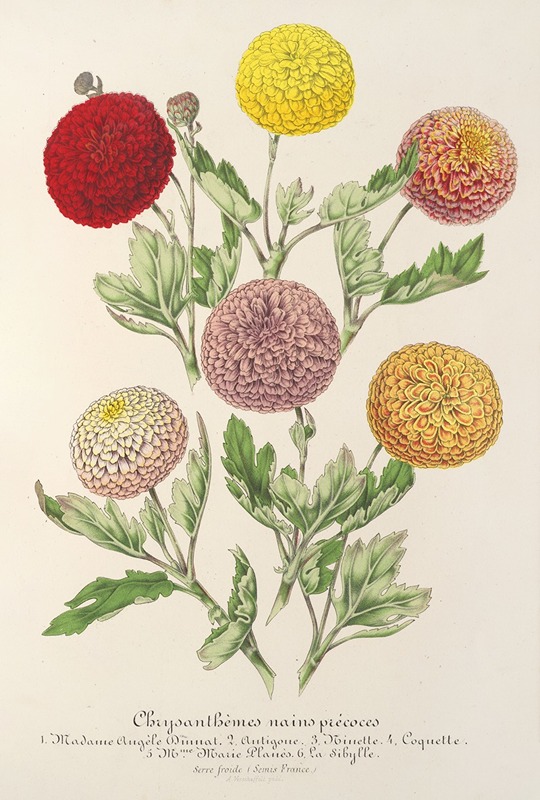 Chrysanthèmes nains précoces by Charles Antoine Lemaire, 1854-1896 — digital art print download