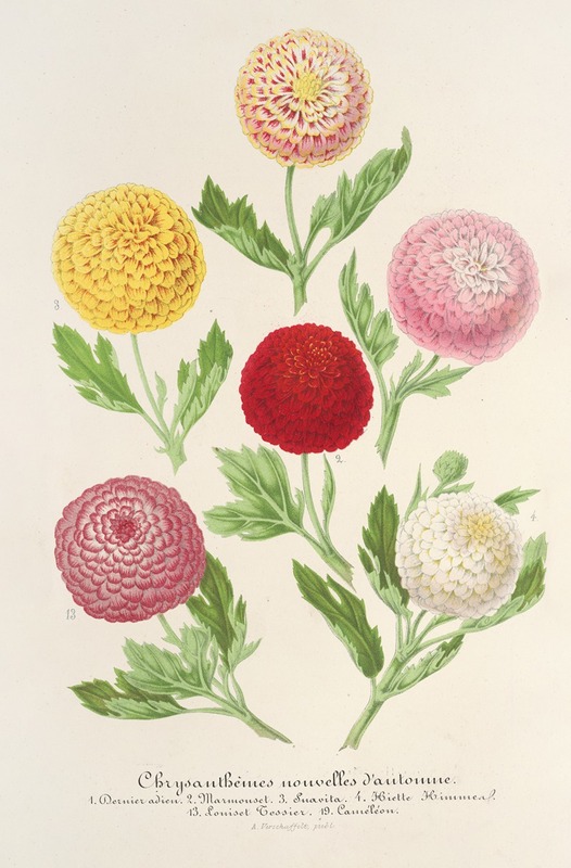 Chrysanthèmes nouvelles d'automne by Charles Antoine Lemaire, 1854-1896 — digital art print download