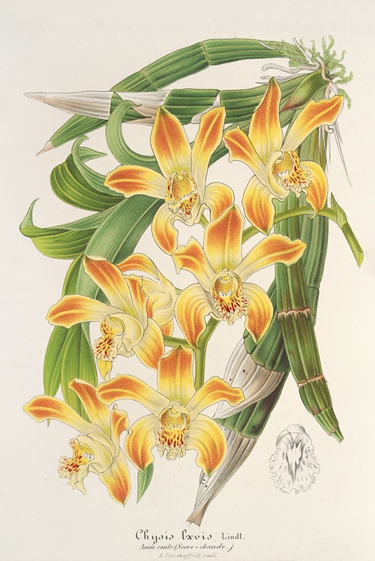 Chysis lævis by Charles Antoine Lemaire, 1854-1896 — digital art print download