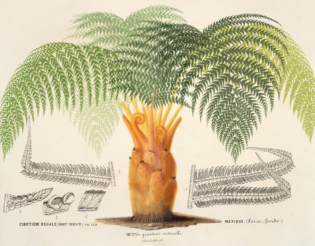 Cibotium regale by Charles Antoine Lemaire, 1854-1896 — digital art print download