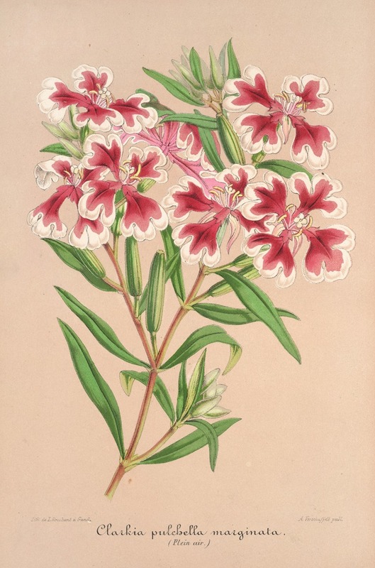 Clarkia pulchella var. marginata by Charles Antoine Lemaire, 1854-1896 — digital art print download
