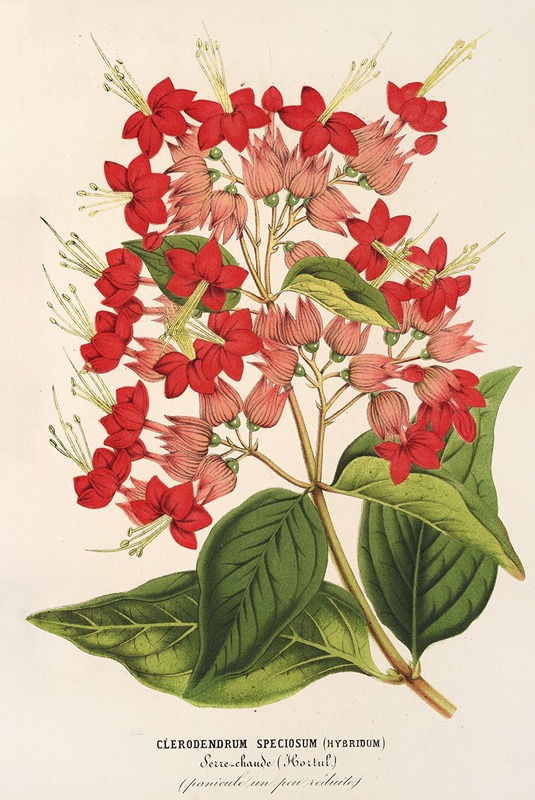 Clerodendrum speciosum (hybridum) — Charles Antoine Lemaire