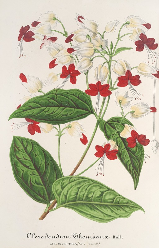 Clerodendrum Thomsonæ by Charles Antoine Lemaire, 1854-1896 — digital art print download