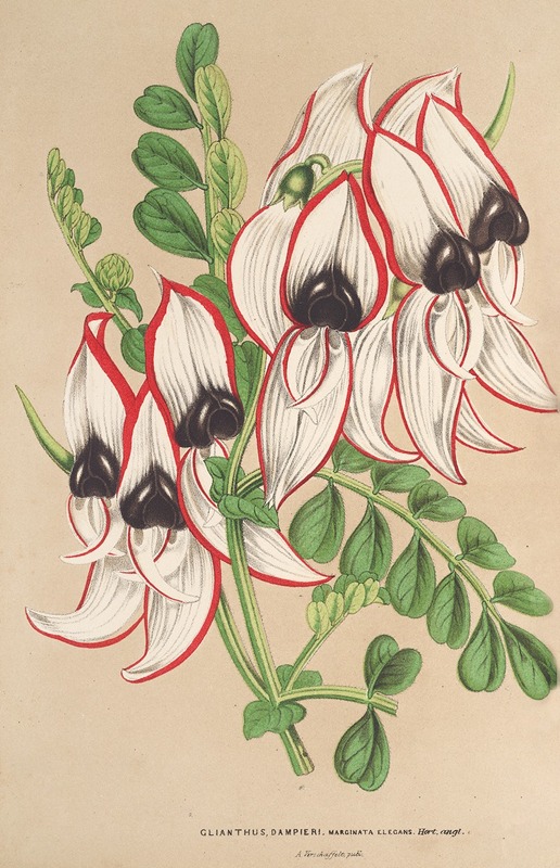 Clianthus Dampieri (v. flore albo rubro-marginato) — Charles Antoine Lemaire