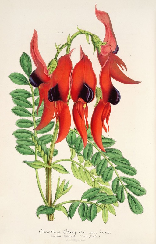 Clianthus Dampieri by Charles Antoine Lemaire, 1854-1896 — digital art print download